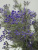 2009141435144_3.3